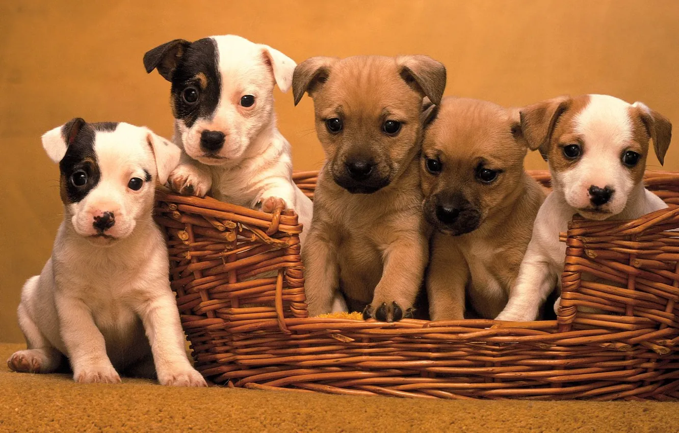 Photo wallpaper basket, five puppies