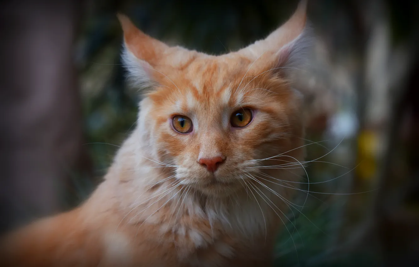 Photo wallpaper cat, cat, look, face, close-up, background, portrait, blur