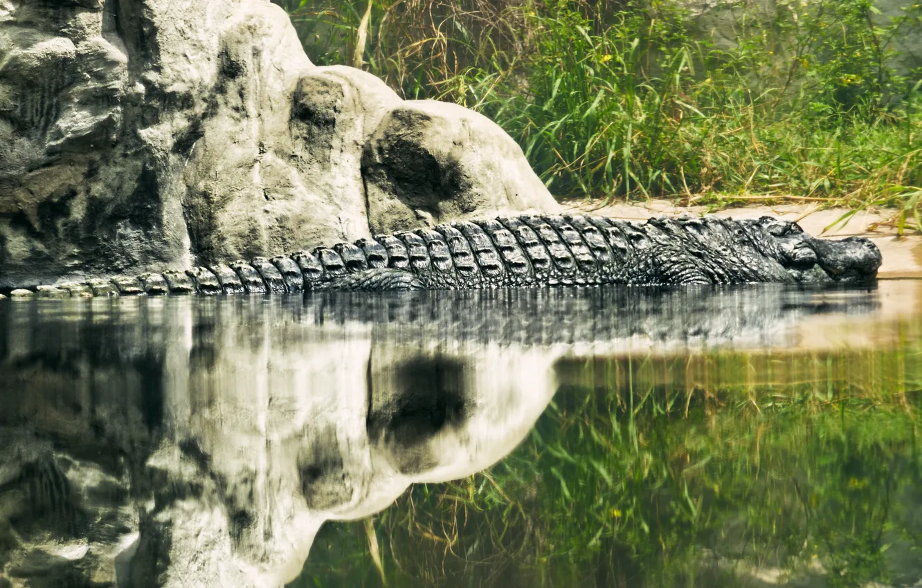 Photo wallpaper lake, reflection, monster, scales, crocodile, reptile
