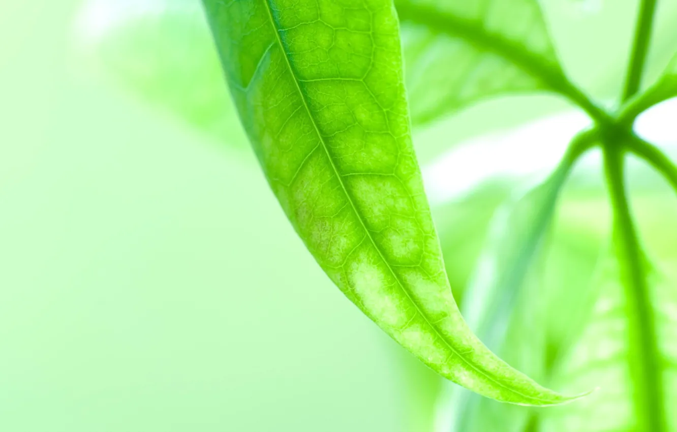 Photo wallpaper greens, microsemi, leaf