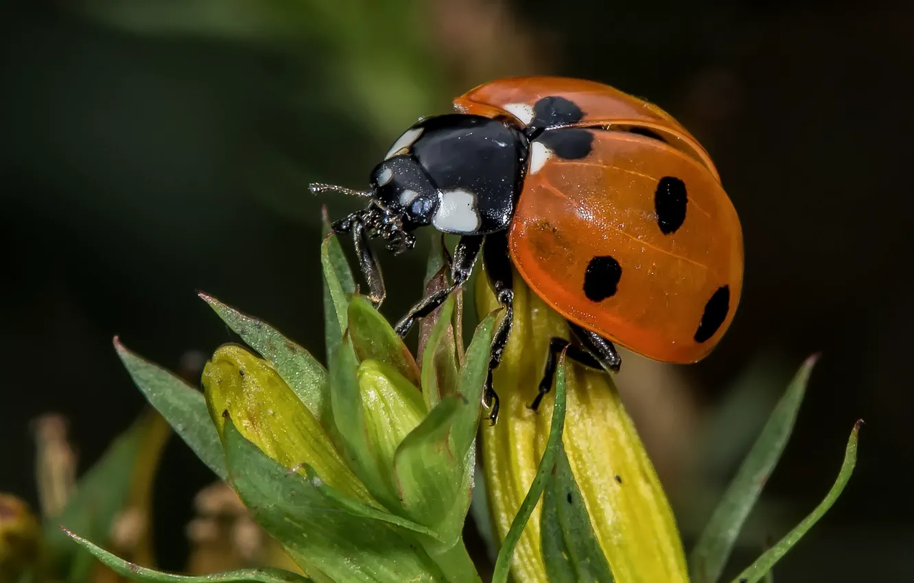 Photo wallpaper nature, plant, ladybug, insect