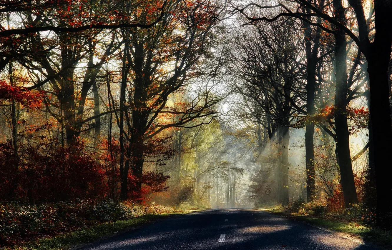 Photo wallpaper road, autumn, forest