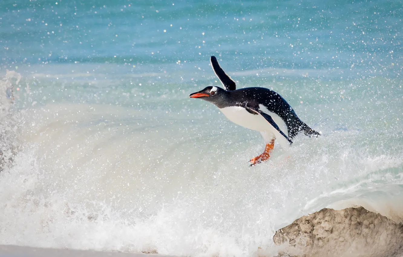 Photo wallpaper the ocean, bird, wave, penguin, surfing, a gentoo penguin