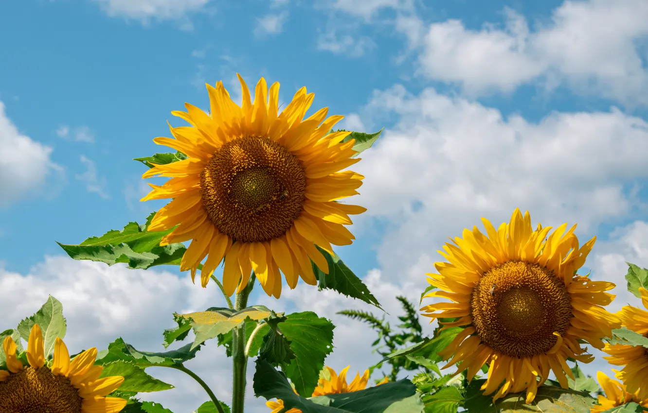 Photo wallpaper the sky, clouds, sunflowers