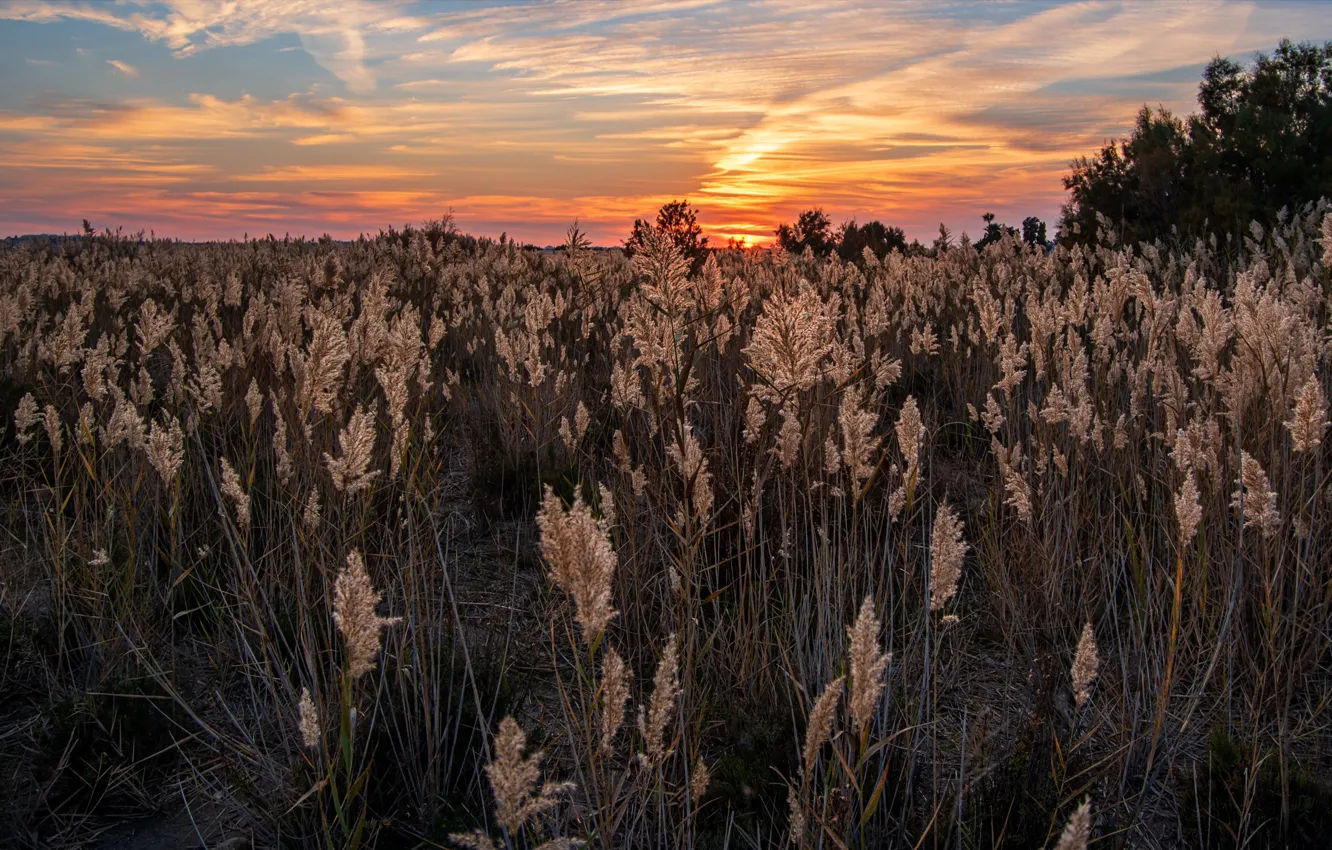 Photo wallpaper field, grass, sunset