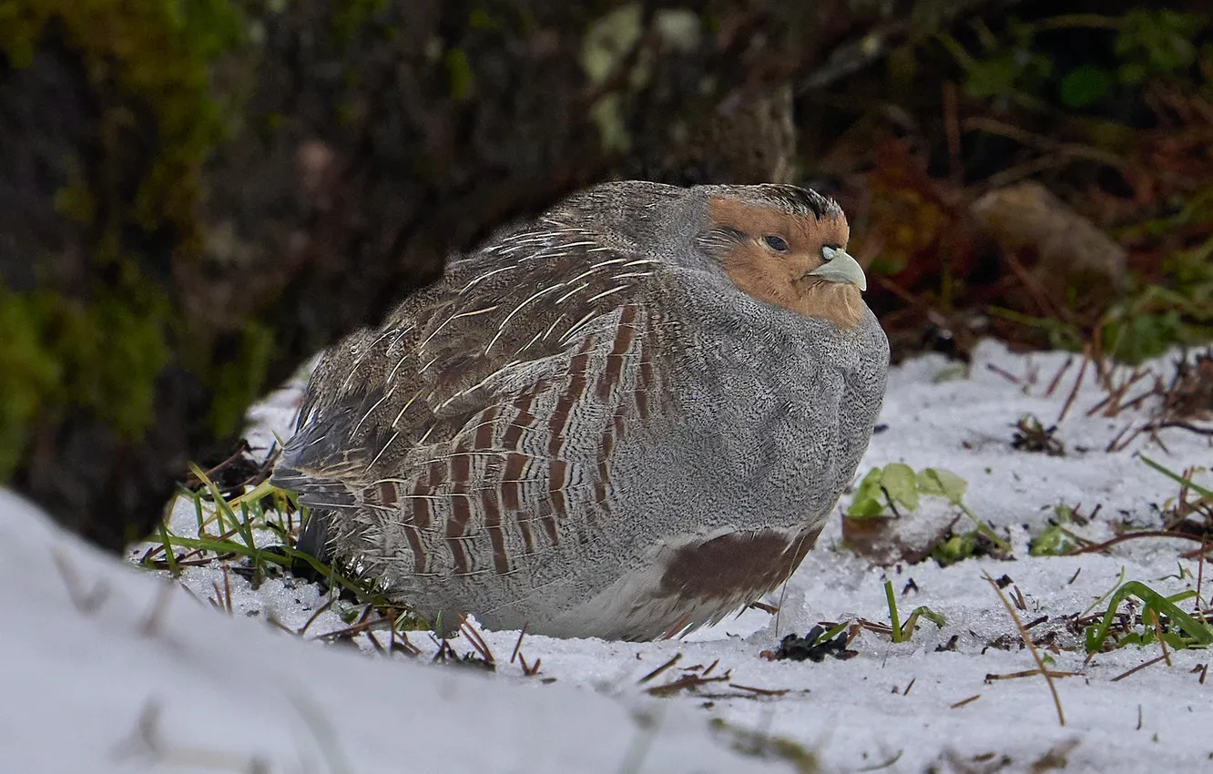 Photo wallpaper snow, bird, partridge, Puum Mati, Grey Partridge, The Grey Partridge