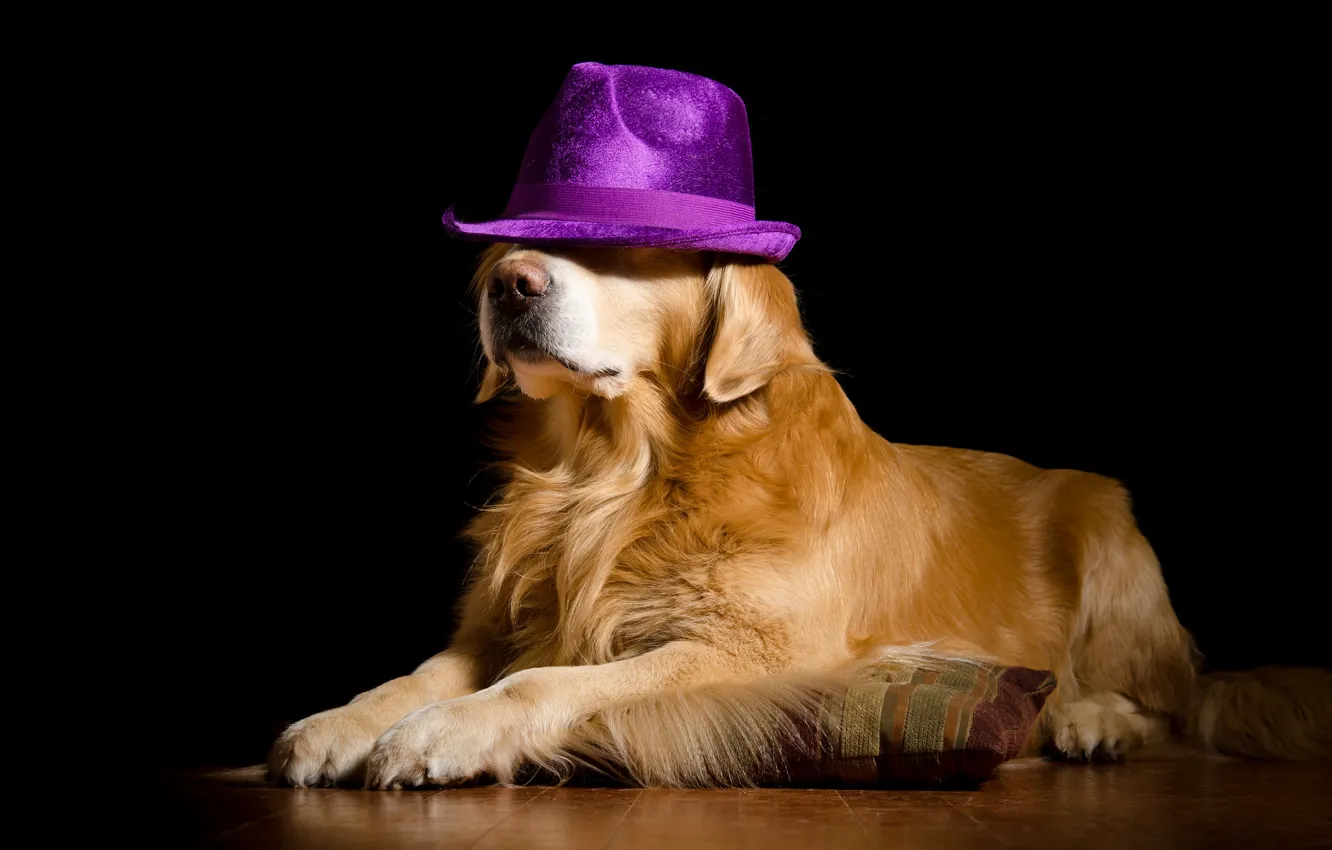 Photo wallpaper background, dog, hat