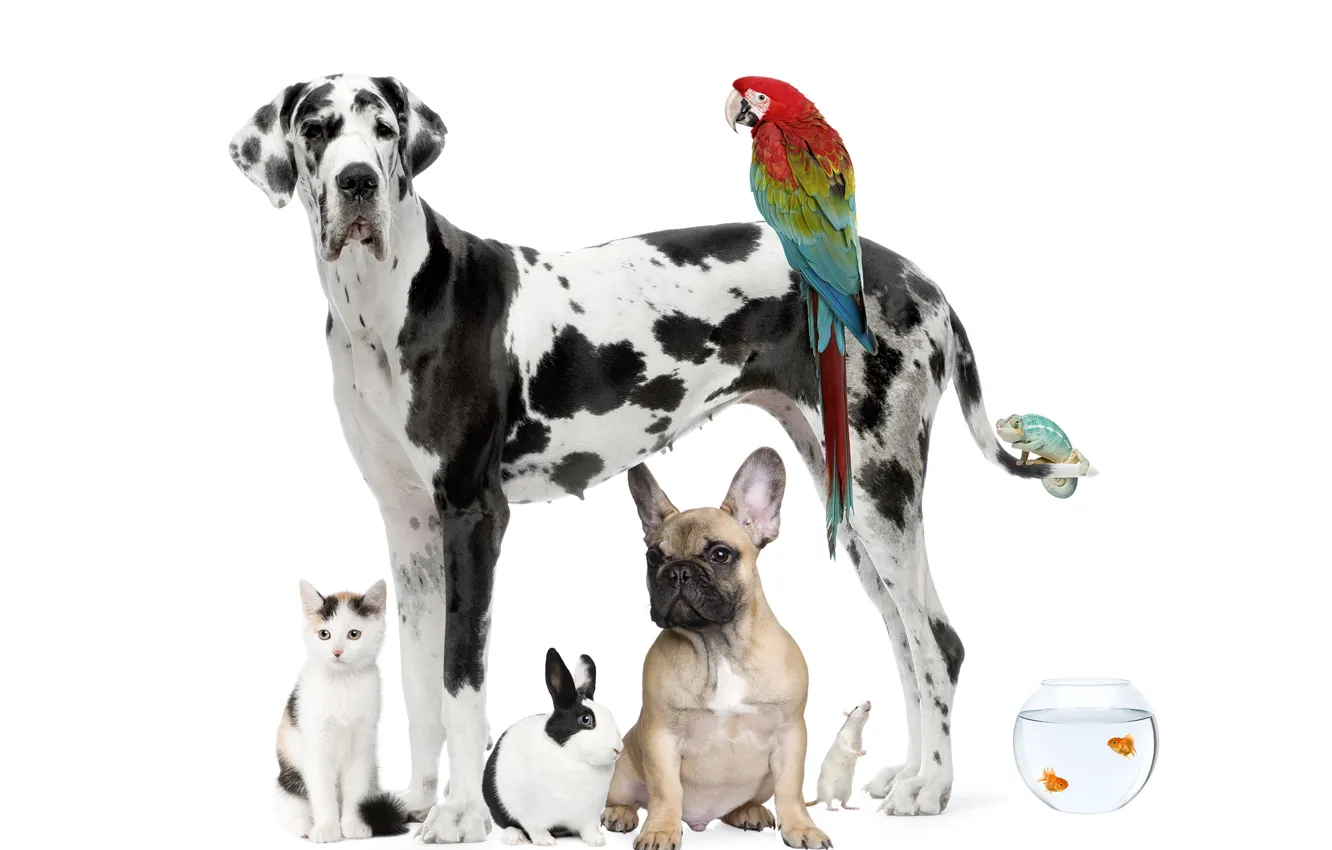 Photo wallpaper cat, fish, dog, rabbit, parrot, Dalmatians