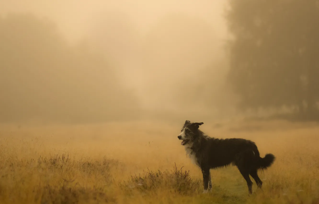 Photo wallpaper field, fog, dog