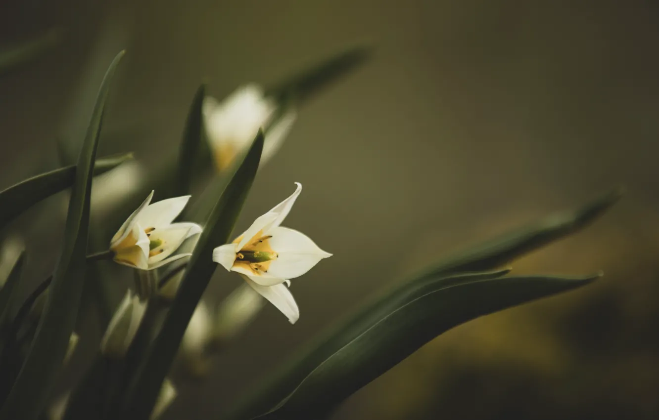 Photo wallpaper leaves, flowers, background, bouquet, blur, tulips, white, green background
