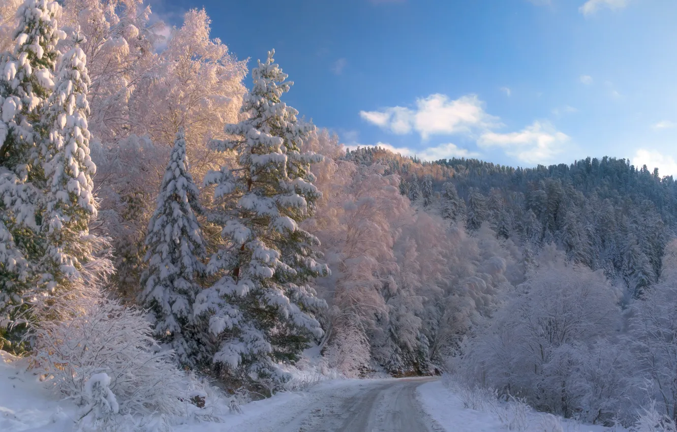 Photo wallpaper winter, road, forest, snow, trees