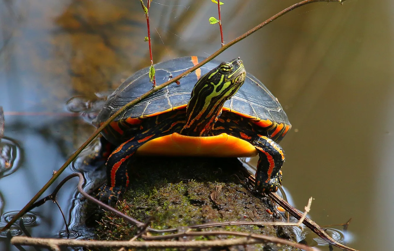Photo wallpaper water, tree, turtle, branch, reptile