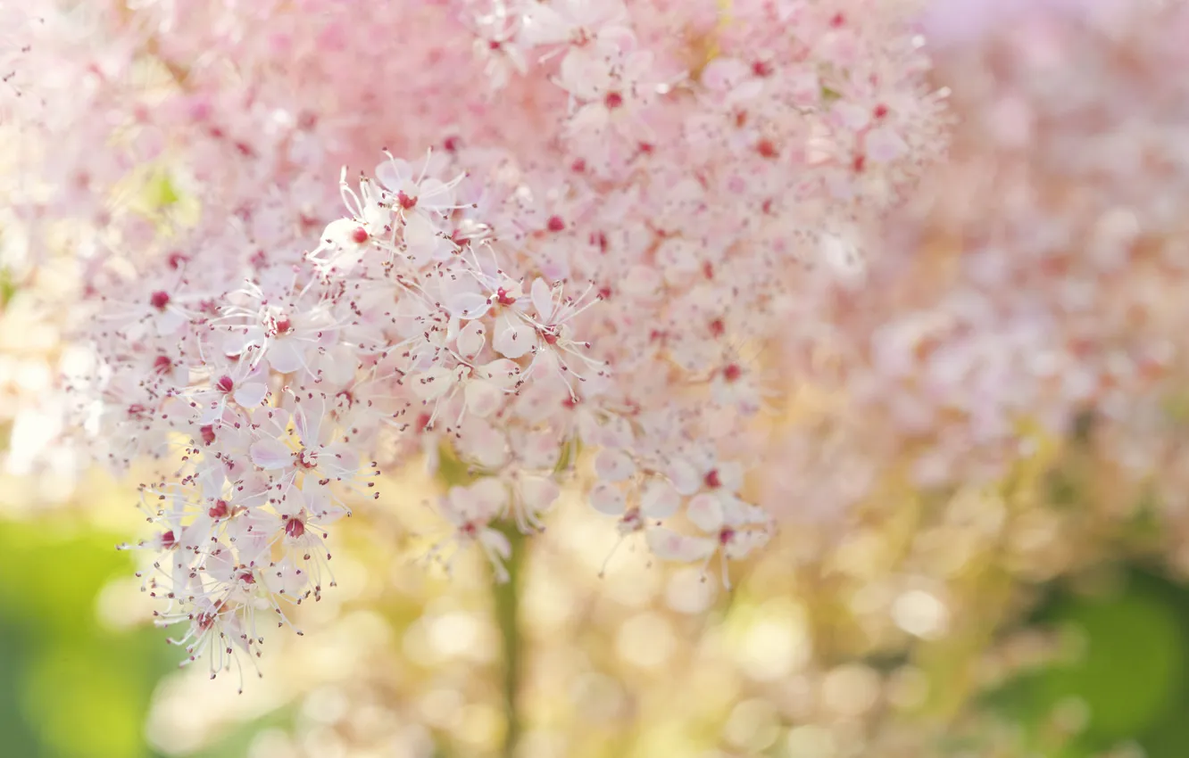 Photo wallpaper macro, flowers, bunch, white