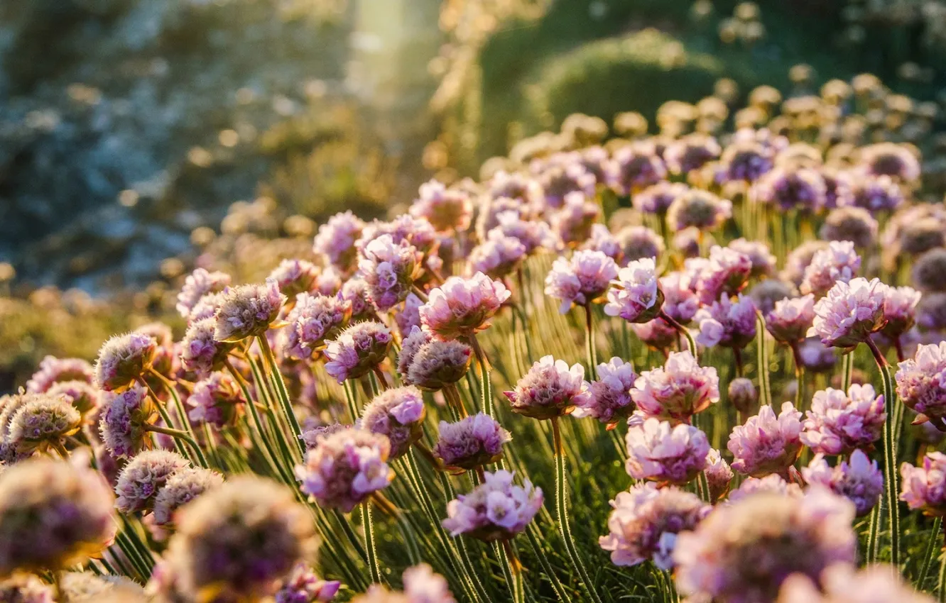 Photo wallpaper macro, flowers, nature, photo, glade