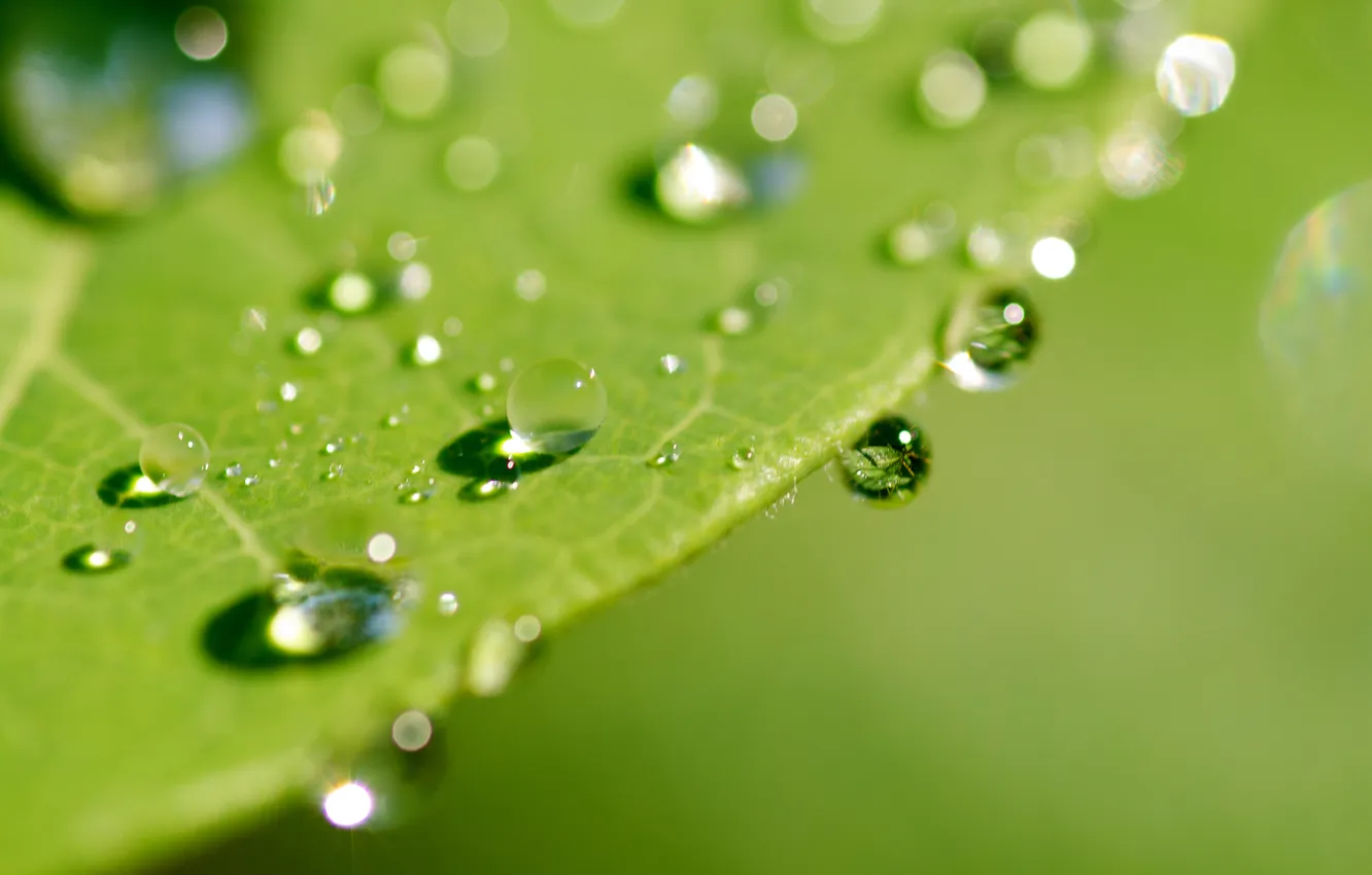 Photo wallpaper greens, leaves, drops, macro