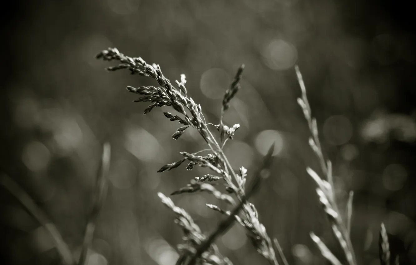 Photo wallpaper field, grass, macro, photo, Wallpaper