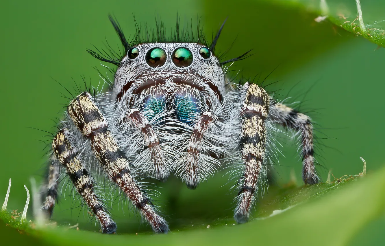 Photo wallpaper eyes, spider, looks, jumper, diaper, hairy