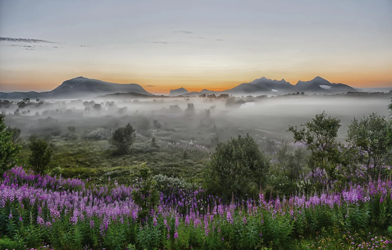 Photo wallpaper flowers, nature, fog