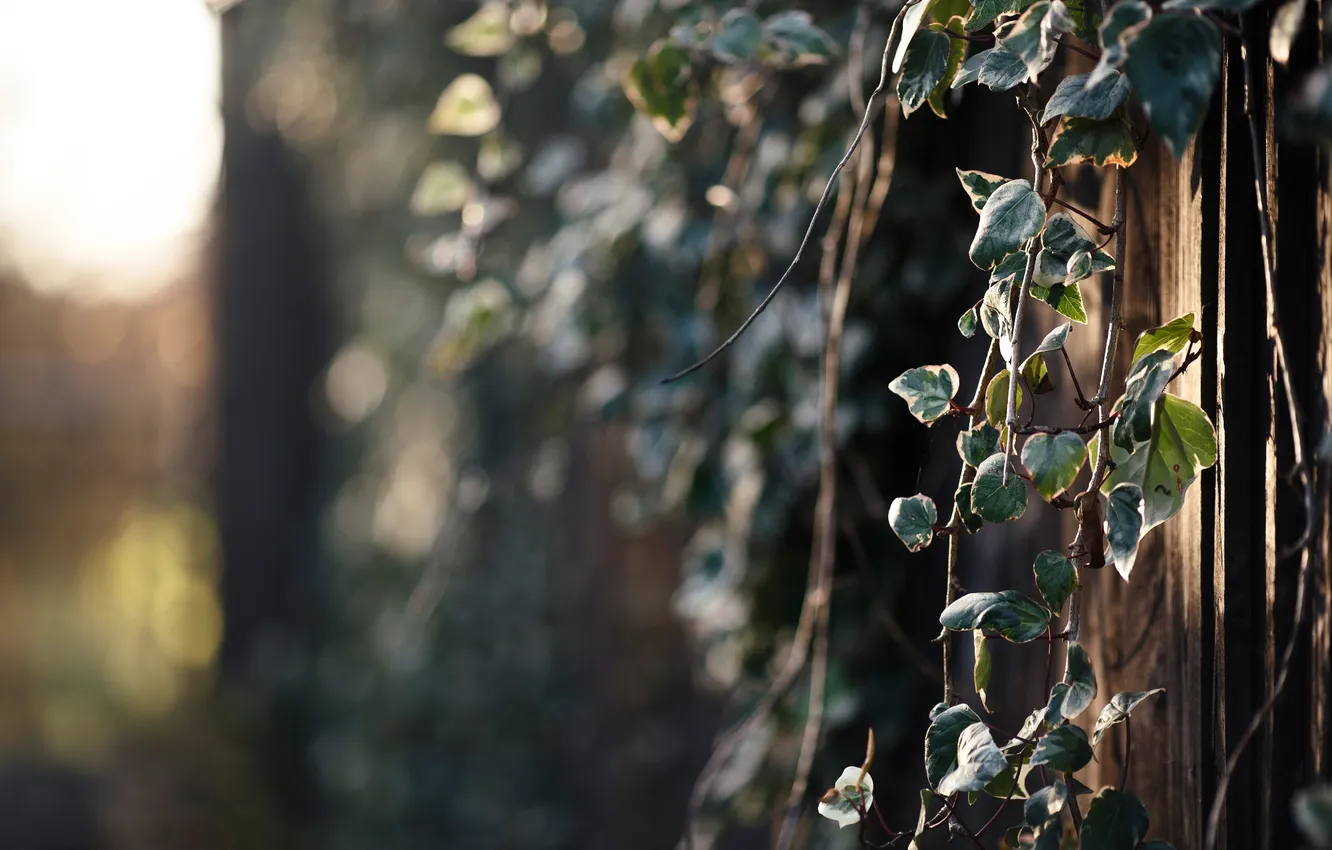 Photo wallpaper branches, nature, glare, foliage