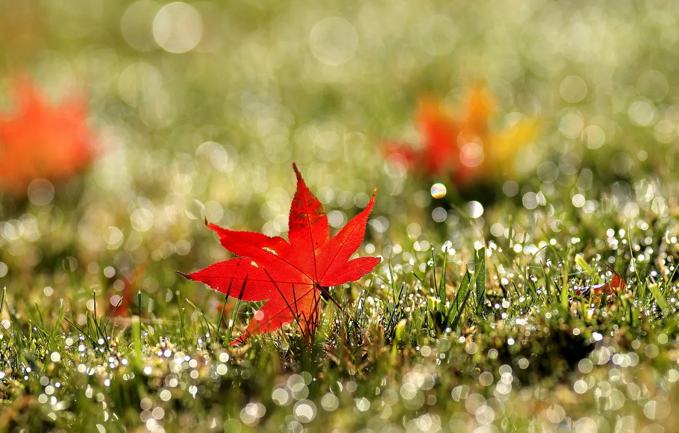 Photo wallpaper grass, leaves, red, Rosa, glare, maple