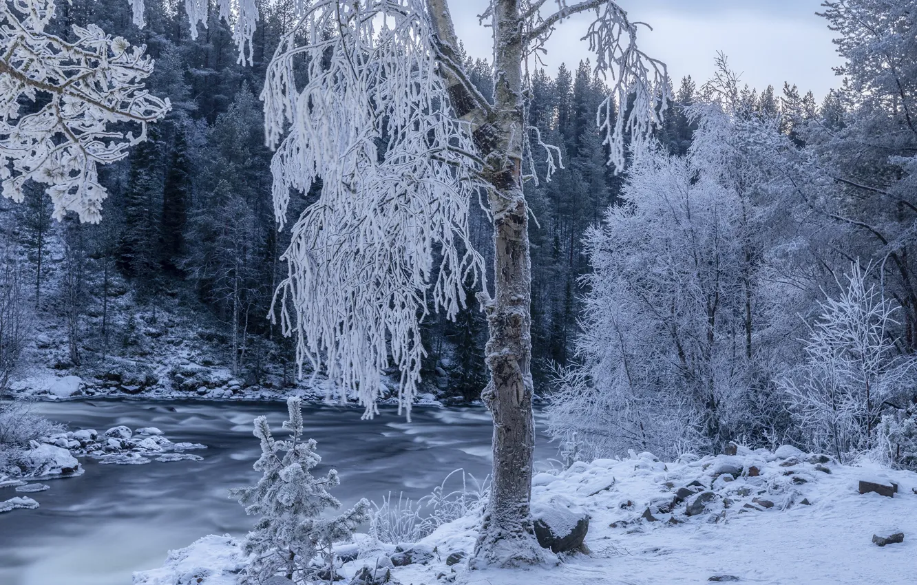 Photo wallpaper winter, frost, forest, snow, trees, landscape, nature, river
