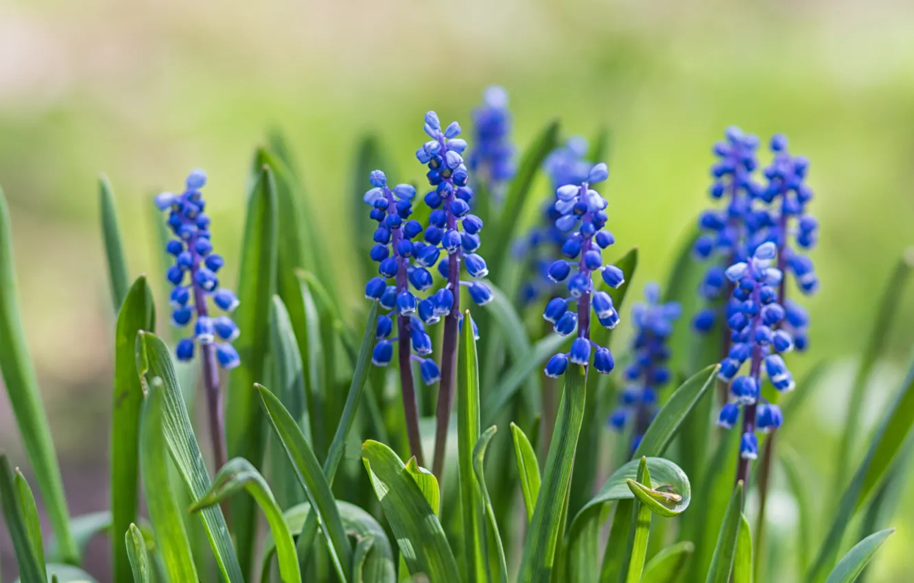 Photo wallpaper flowers, blue, hyacinth