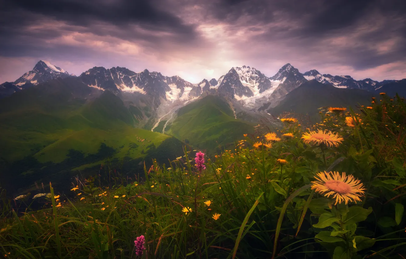 Photo wallpaper snow, flowers, mountains, tops, slope, meadow, haze