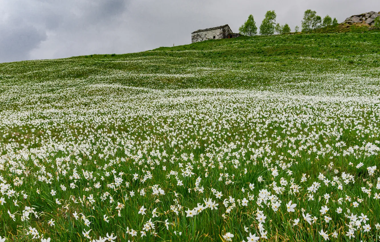 Photo wallpaper field, flowers, hills, spring, slope, meadow, house, daffodils