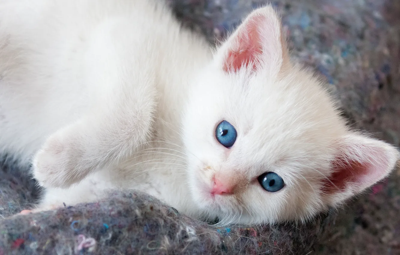 Photo wallpaper cat, white, kitty, background, portrait, legs, baby, muzzle