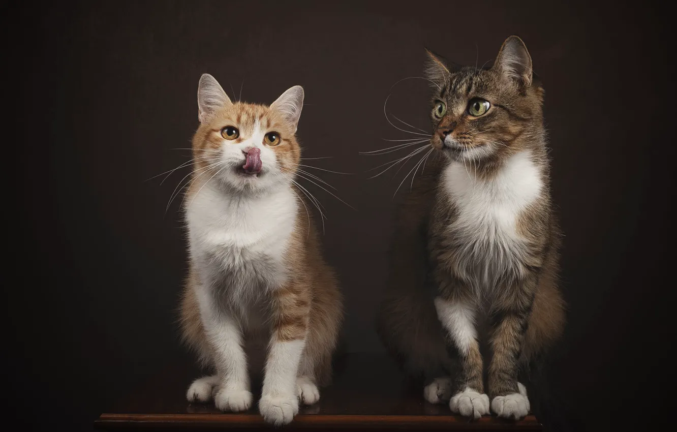 Photo wallpaper cat, cat, look, pose, the dark background, table, red, kitty