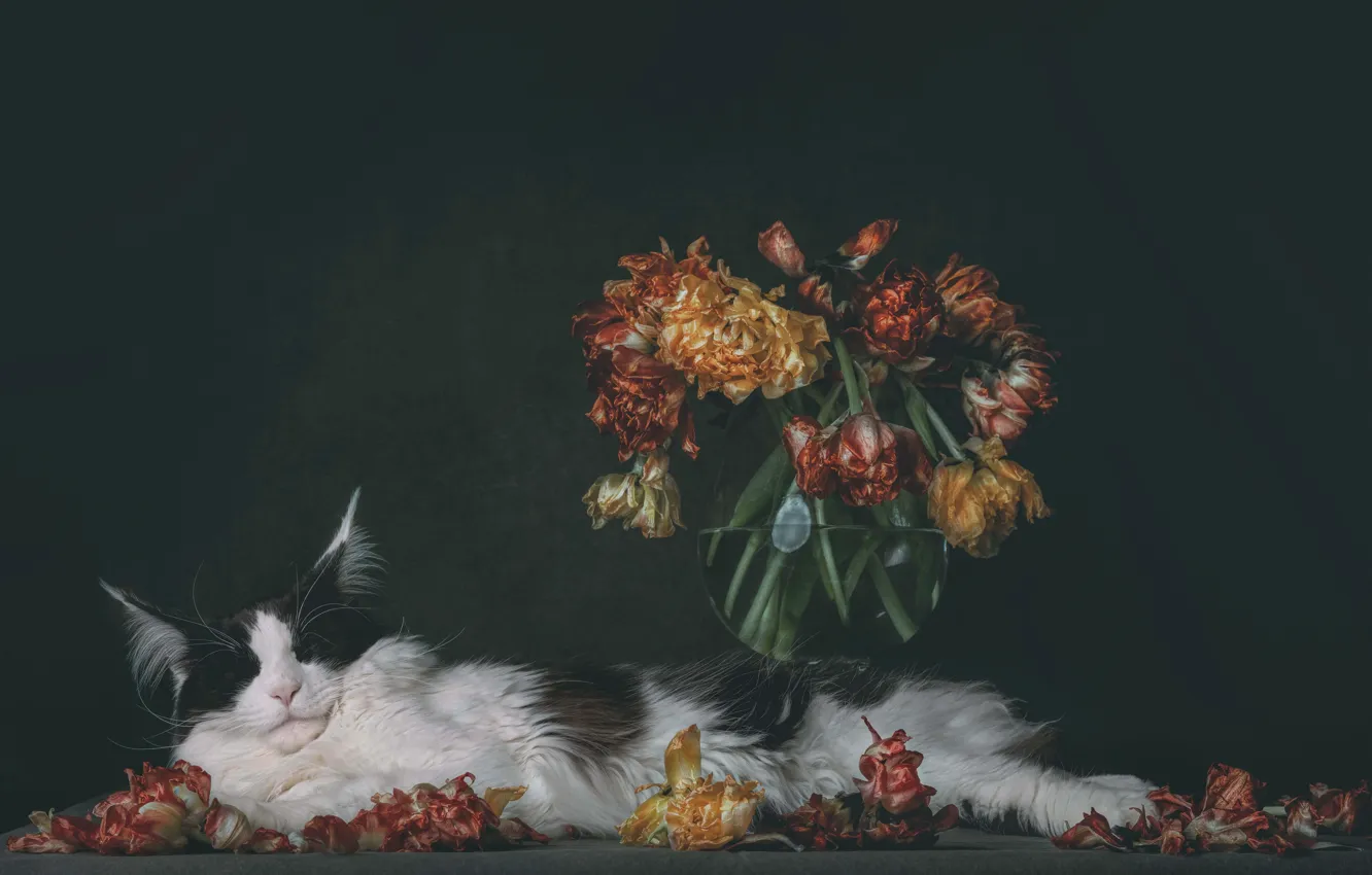 Photo wallpaper cat, cat, flowers, bouquet, lies