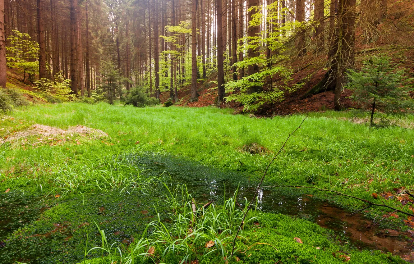 Photo wallpaper forest, landscape, nature