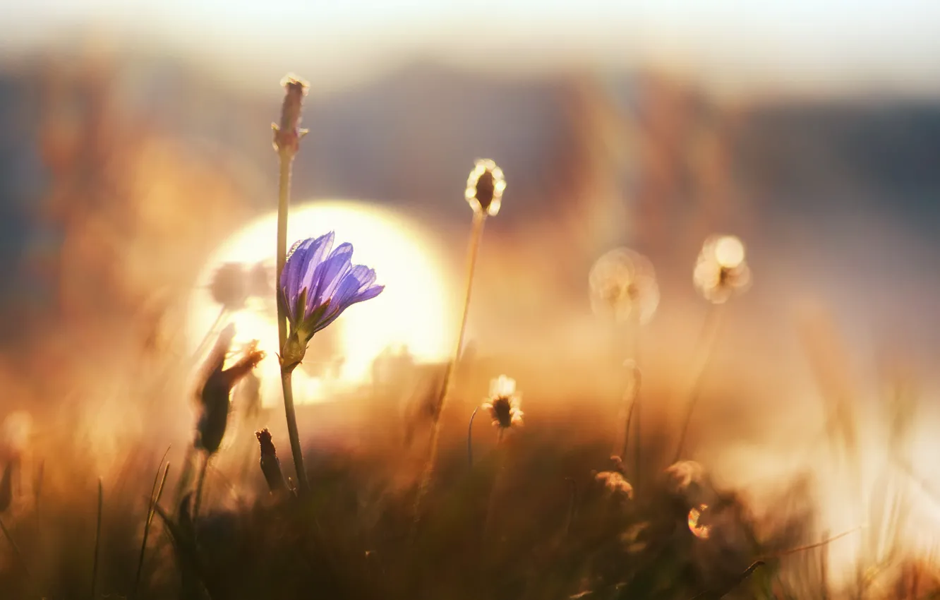 Photo wallpaper flower, grass, macro, dawn, bokeh