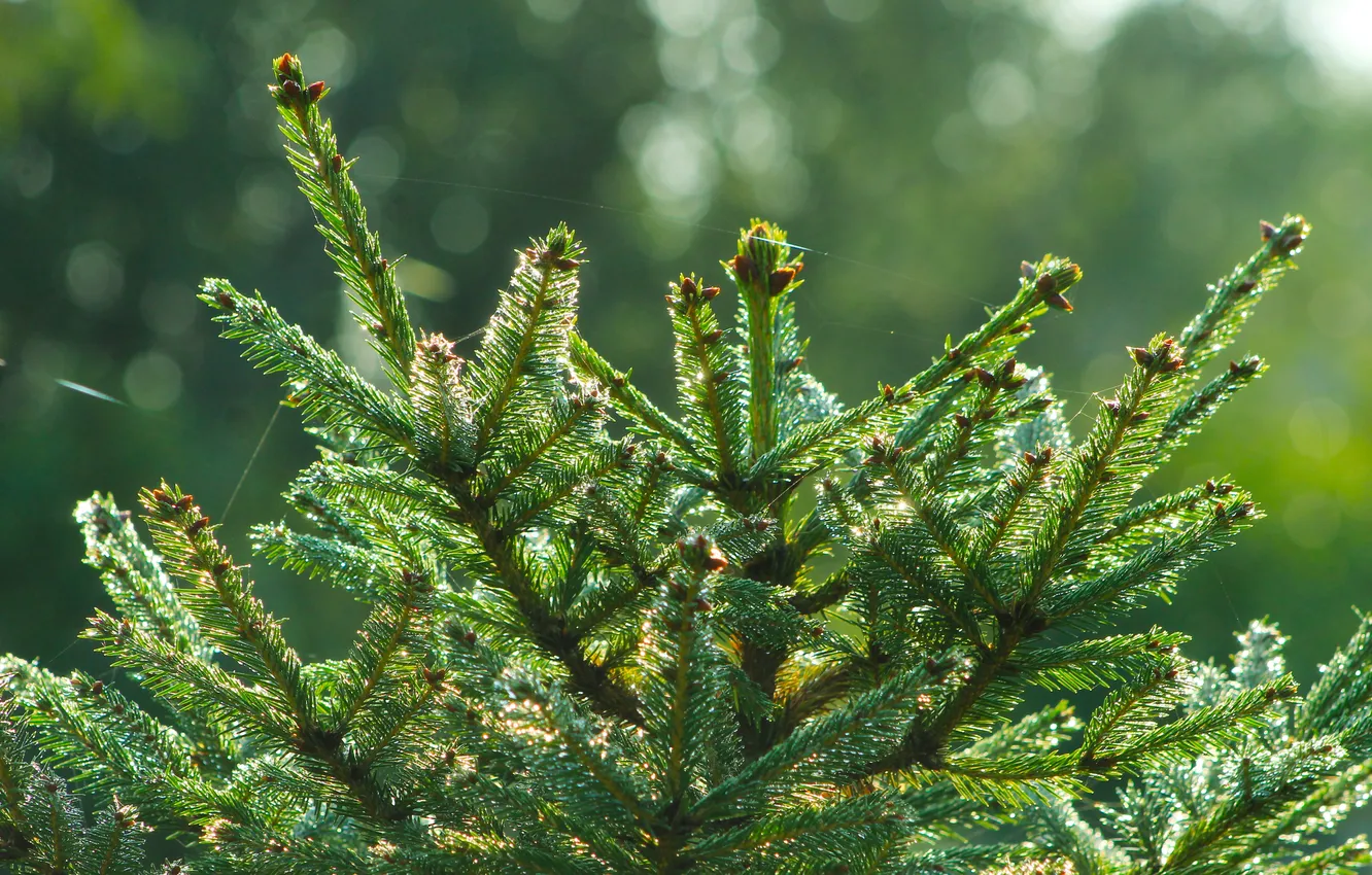 Photo wallpaper tree, pine, spruce, twig