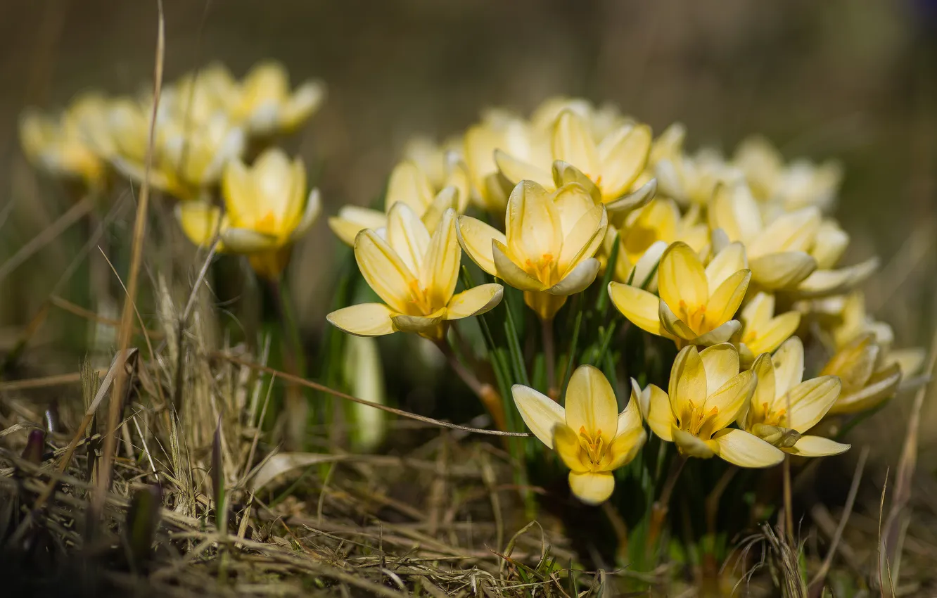 Photo wallpaper flowers, nature, spring, crocuses