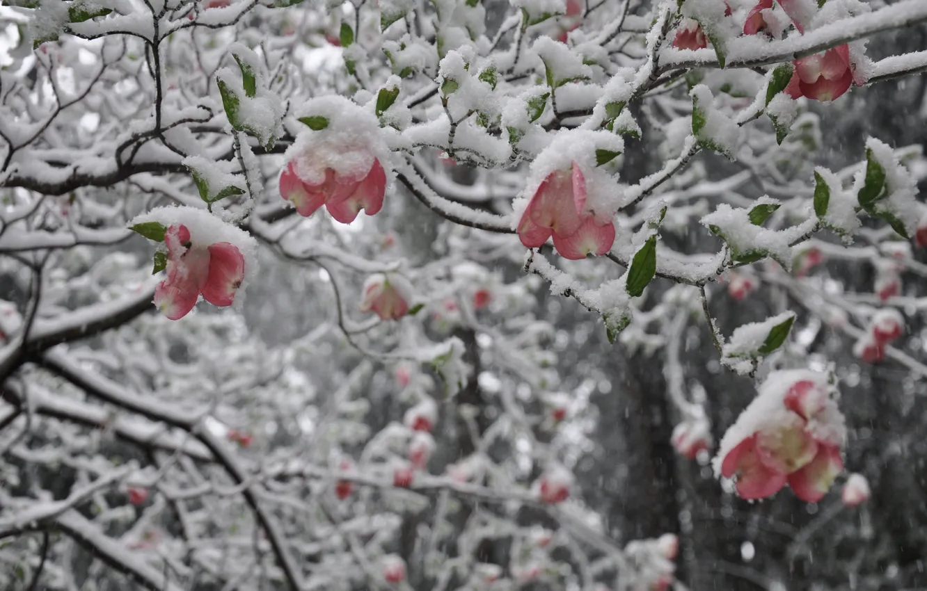 Photo wallpaper Nature, Winter, Tree, Snow, Magnolia