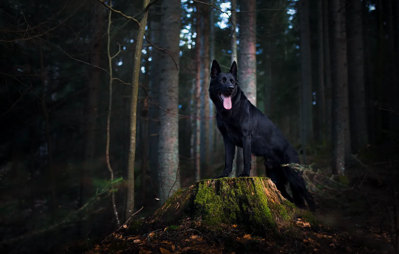 Photo wallpaper forest, stump, dog