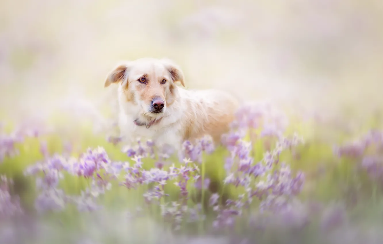 Photo wallpaper summer, look, each, dog