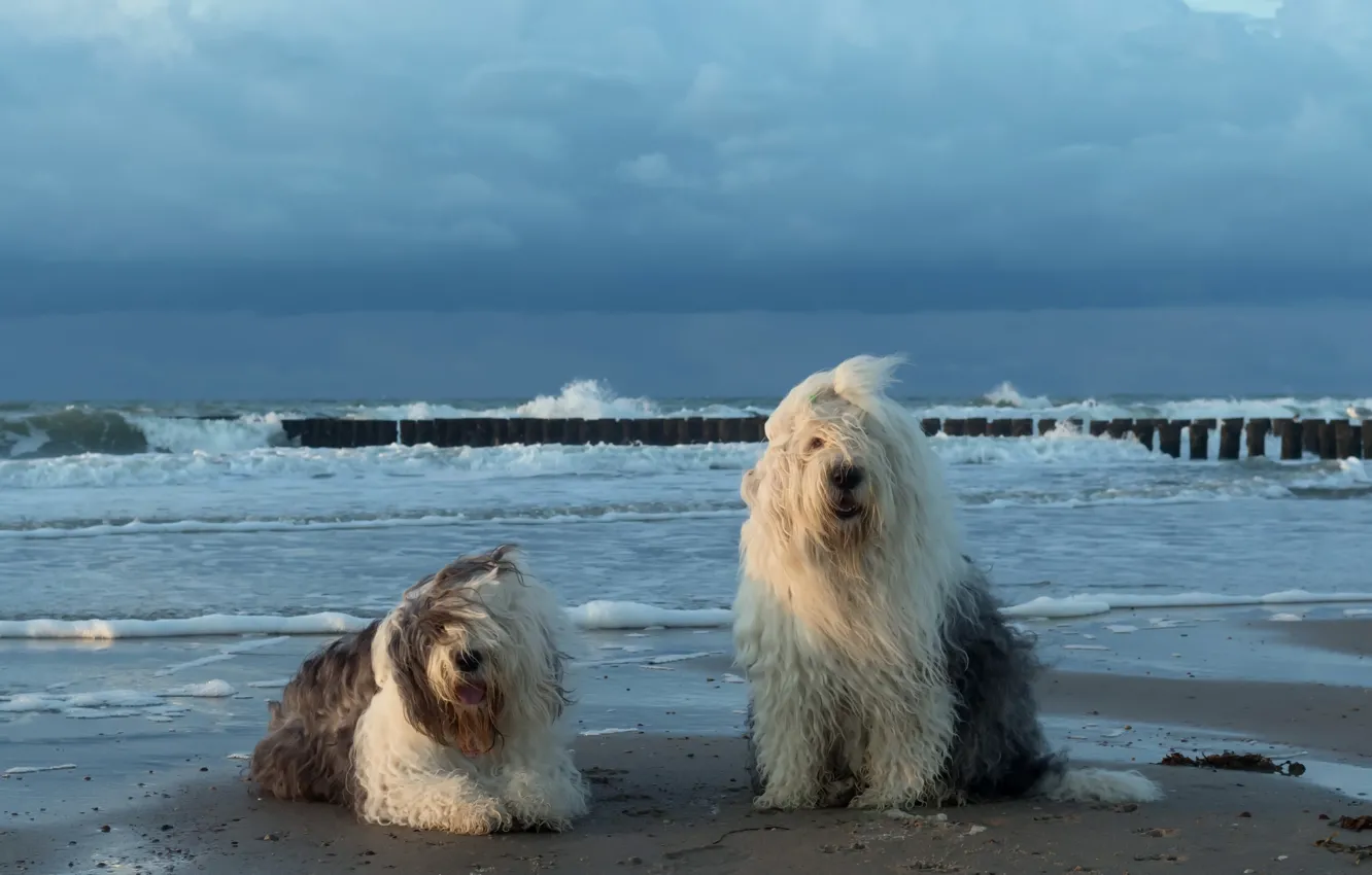 Photo wallpaper sea, dogs, shore