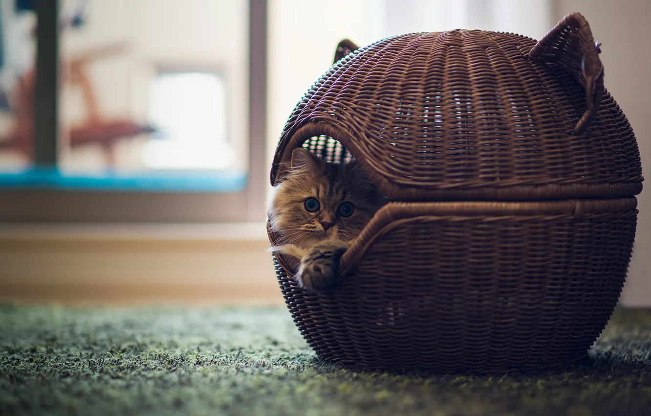 Photo wallpaper cat, basket, torode