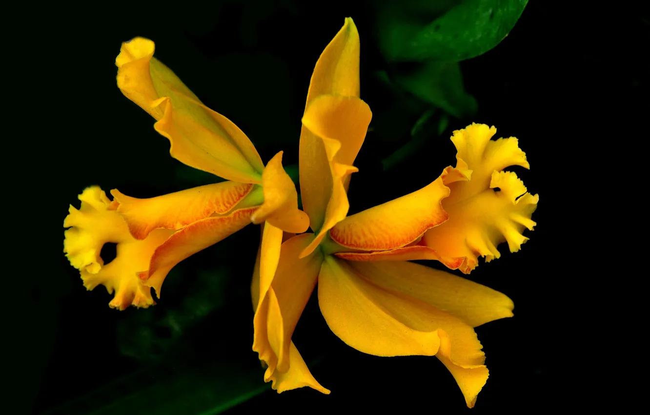 Photo wallpaper flowers, nature, petals, exotic