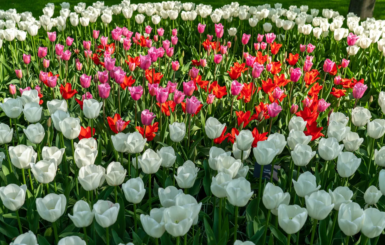 Photo wallpaper flowers, Park, spring, tulips, red, pink, white, flowerbed