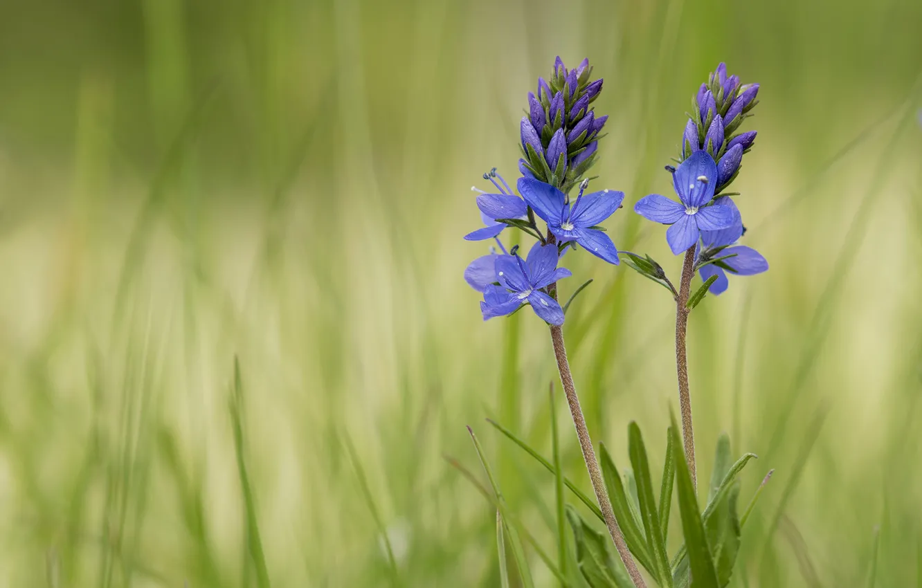 Photo wallpaper Veronica, Duo, bokeh, Veronica austriaca