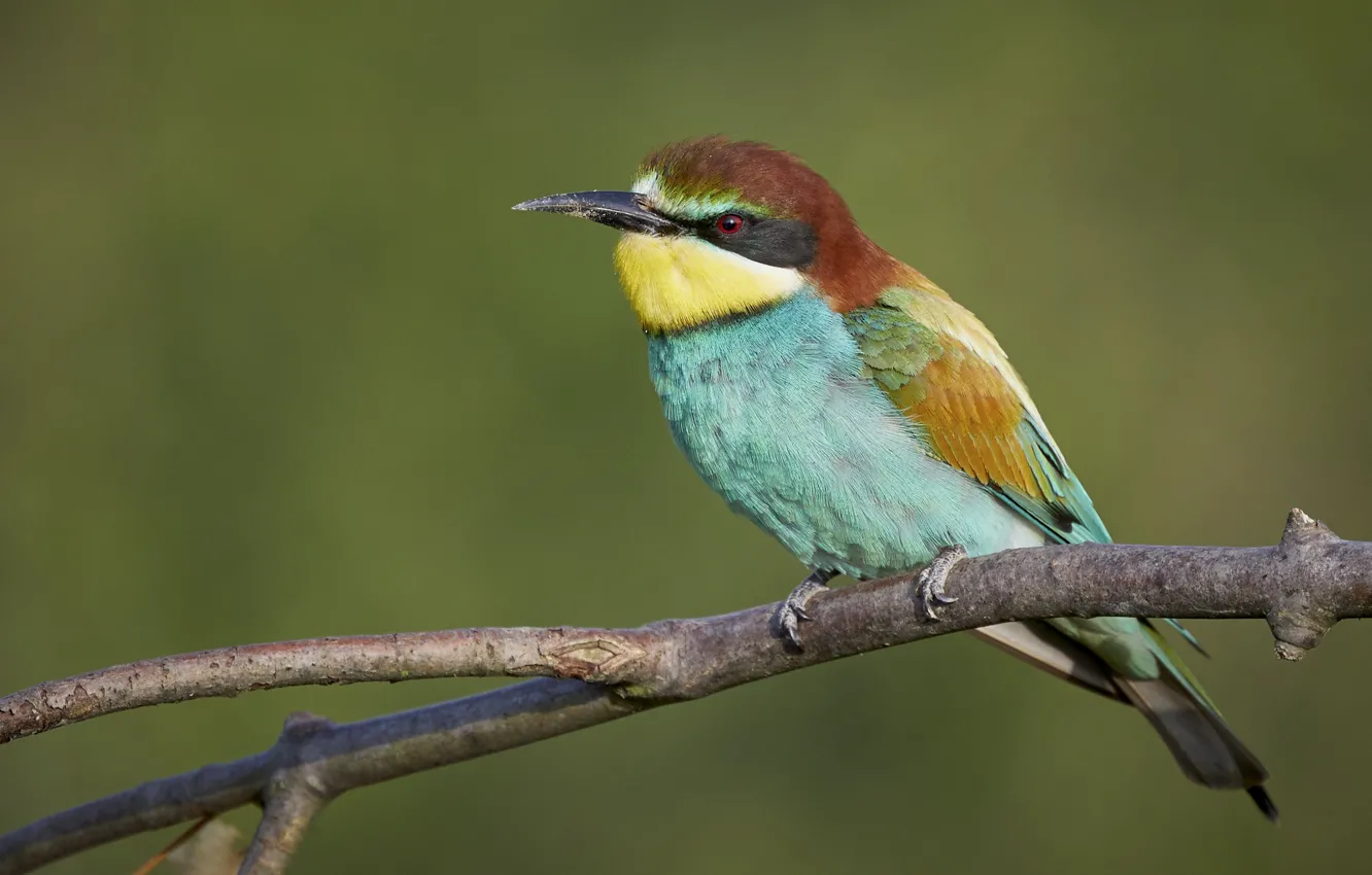 Photo wallpaper bird, branch, European bee-eater