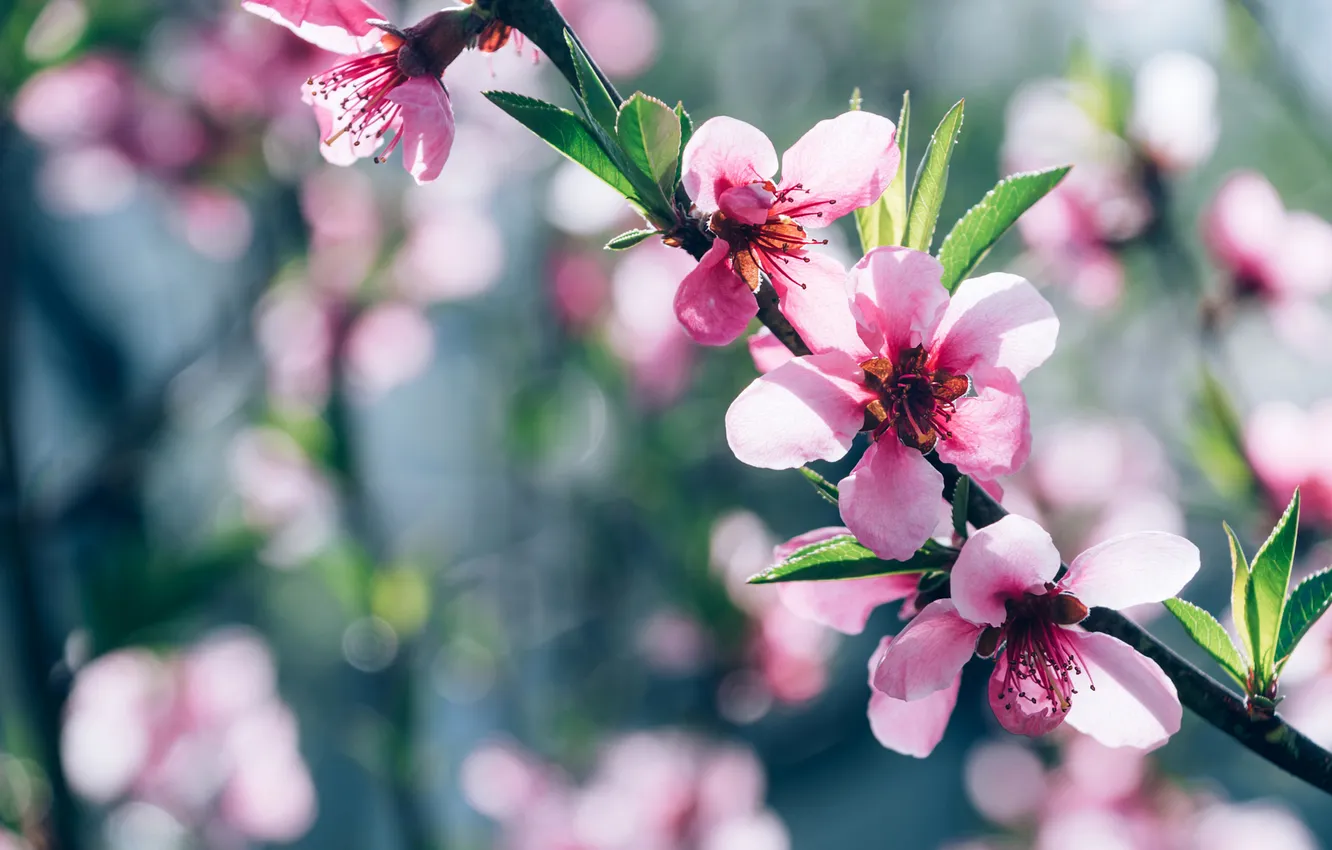 Photo wallpaper flowers, branches, spring, flowering