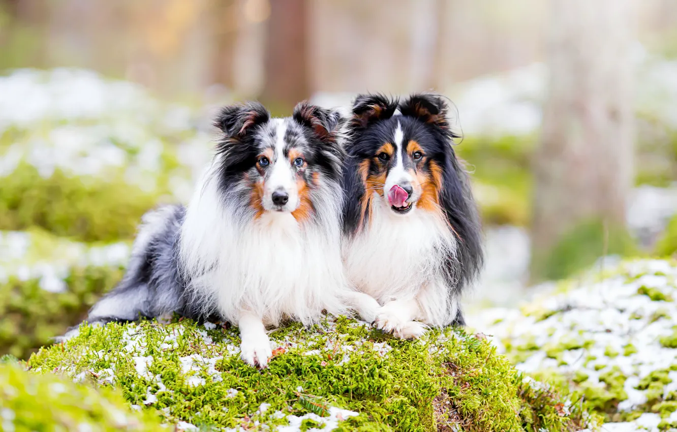 Photo wallpaper look, nature, pose, dog, face, a couple, Duo, collie