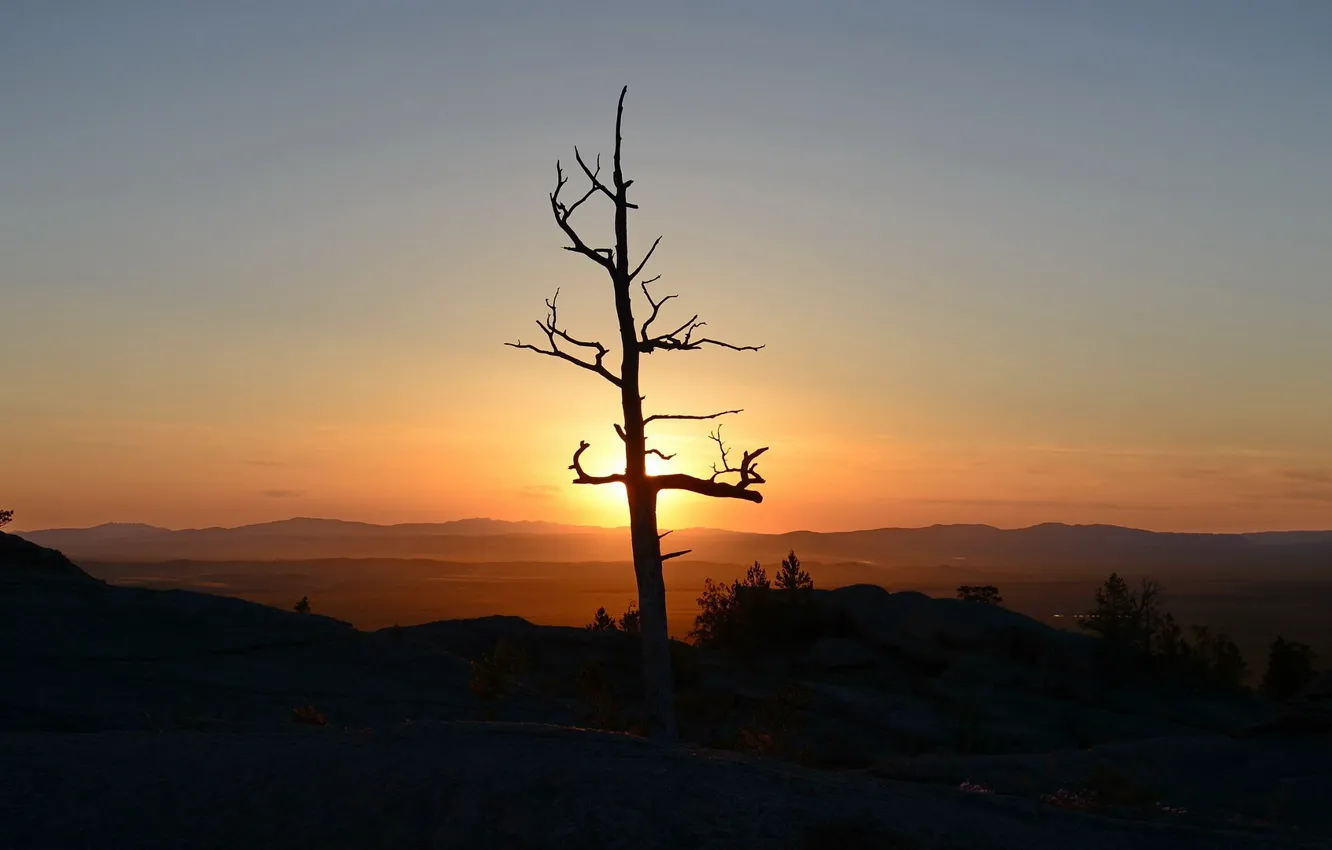 Photo wallpaper the sky, trees, sunset