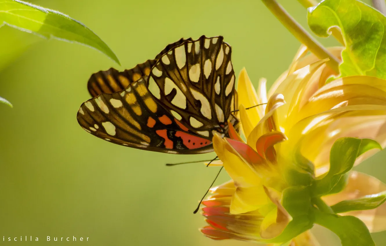 Photo wallpaper macro, flowers, butterfly