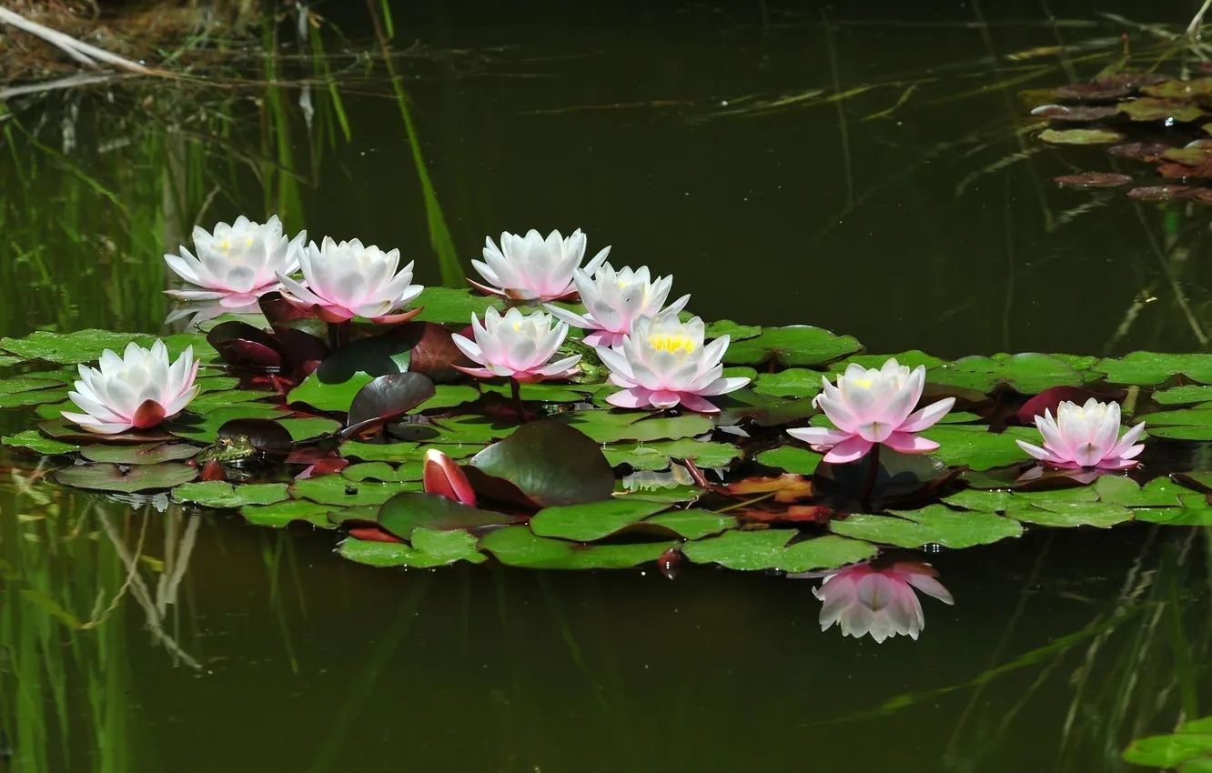 Photo wallpaper summer, water, pond, reflection, mood, frog, Lily