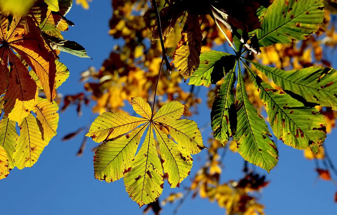 Photo wallpaper autumn, leaves, nature